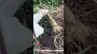 2 Root System For Larger Tomato Plants