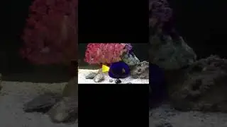 🐟 Purple Tang Fish Care & Facts  Ocean&rsquo;s Purple Treasure. #aquariumhobby #reeftank #marineaquarium