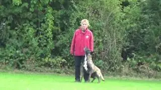 Unterordnung Izarh vom Kistenstein Regio Championat Oktober 2016