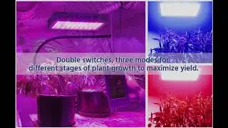 Famurs Light Review 2000w Triple Chain LED