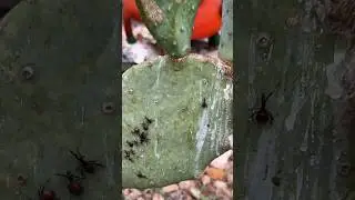 How To Remedy Cactus Bugs #garden #cactus #howto #bugs #gardeningadvice #insecticides