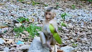 Funny Baby monkey Rojo and Sovana plays on the ...