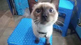 Ikut ke Konter Jalan Sendiri Pulang Pergi || Kucing Siamese Pintar