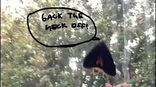 Big moth goes crazy in my computer room