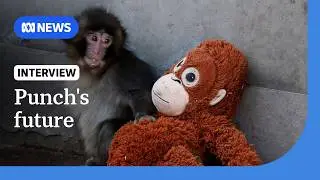 What does the future hold for Punch the monkey? | ABC NEWS
