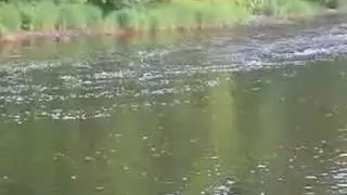 Seat trout fishing on the annan