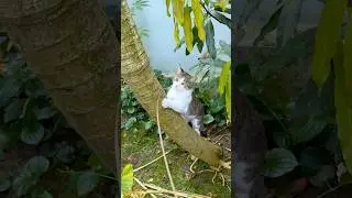 Garden Playtime with My Cat 🐾🪴  #shorts