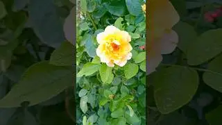 🌼 Yellow Flowers Blooming Beauty | Amazing Nature Shorts 🌞✨/nature shorts 4m
