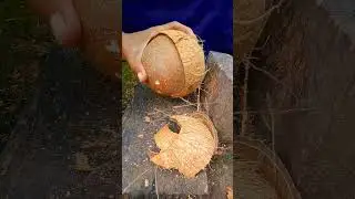 Opening a dry coconut from its shell