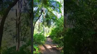 Conquering Mount Welirang: East Java Volcano Hike #montain #welirang