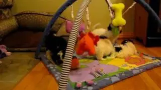 Socializing Havanese Puppies