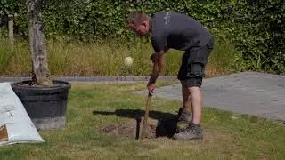 Planting instruction Mediterranean trees - OlivetreeSpecialist