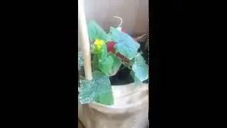 Moestuin op het Balkon