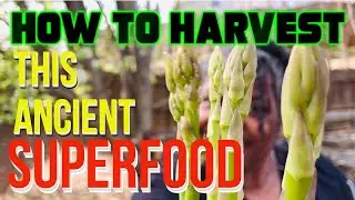 How to Harvest Container-Grown Asparagus (An Ancient Superfood)