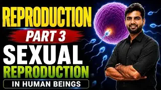 Human Reproduction Made Simple 🧬 | NCERT Class 10 | Full Concept + Diagram