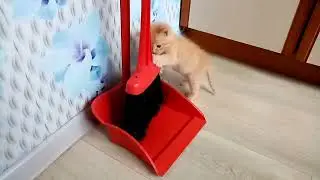 Пора заняться уборкой! Рыжик 3.It's time to do the cleaning! Ginger 3.