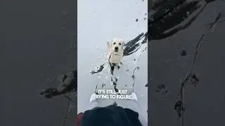 Когда твоя собака впервые гуляет по льду 😂