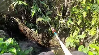 Ini sih gudang nya ikan nilem strike terus gak ada ujung nya mantap 