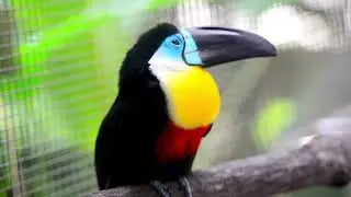 Toucan fun facts | Educational