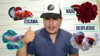 ¿Como saber que mi pez betta esta enfermo?