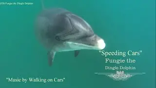 Fungie the Dingle Dolphin ''Speeding Cars''