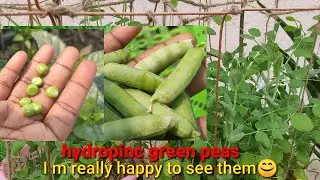 How to grow hydropinc green peas & hervesting/grow green pea without soil/best way to grow green pea