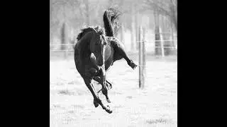 🐎 Dressage &bull; La souplesse et la force vers la puissance