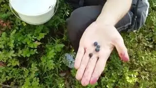 The Art of Gathering Wild Blueberries in Lithuania