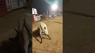 sons first time bull wrestling