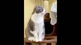 Video of adoptable pet named Merry