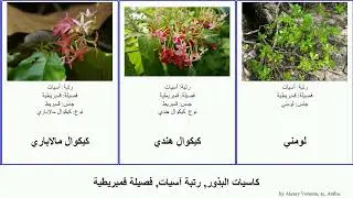 كاسيات البذور, رتبة آسيات, فصيلة قمبريطية هليلج ميشطة الأوراق كيكوال بوشنوية angiosperms صغير دمس