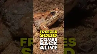 Frozen. Lifeless. Then alive again! Nature&rsquo;s real ice zombie frog #WoodFrog #FrozenFrog