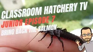 Classroom Hatchery Television - Junior Level Episode 7