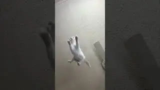 Flying cats again #cattime #cat #catproblems #funny #catstime #furry #memes #catfunny #pets