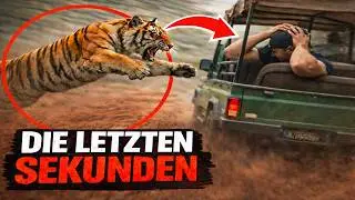 10 SCHOCKIERENDE Tierangriffe auf Menschen, die gefilmt wurden!