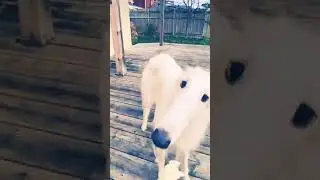 🥺😭 people say borzoi dog not cute