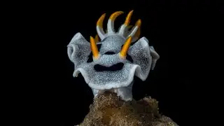 Chromodoris alcalai