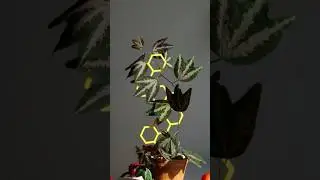 Тотемы и опоры  для растений на заказ #plants #тотем #опора #цветы