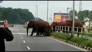 Elephants crossing at narasimma nayakkan palayam mettupalayam road /
