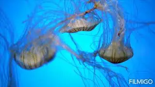 jellyfish Music from dubai aquarium #jellyfish music#jellyfish music#
