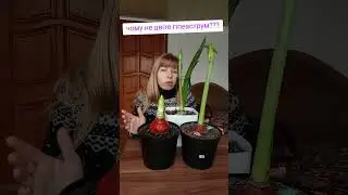 Гіпеаструм в Україні ❤️
