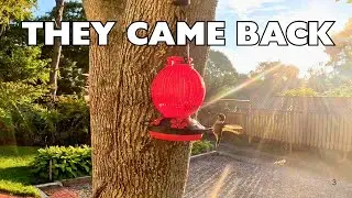 Full Video: Grete Gotye Hummingbird Feeder Review | Easy Setup & Instant Results! #birdwatching
