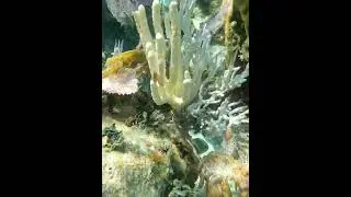 Many colors, shapes, textures, of coral. #coralscape #reefscape #coral #reef #coralreef #underwater