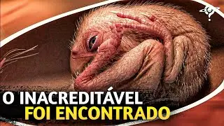 ENCONTRADO UM BEB&Ecirc; DINOSSAURO 