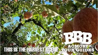 AOMORI APPLE FARM