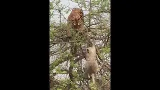 Tiger falls while climbing a tree to catch a baboon