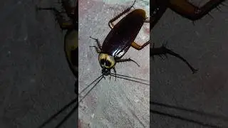 Cockroach 🪳 #cockroach #viralvideo #youtubeshorts #shortsvideo #shorts