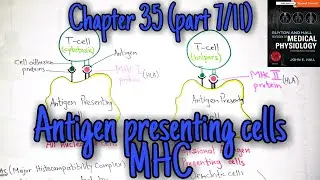 Antigen presenting cells, MHC - chapter 35 (part 7) Guyton and Hall text book of physiology.