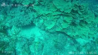 6 juvenile dhufish near Busselton jetty 
