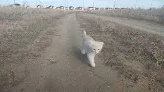 My kitten has seen a steppe for the first time